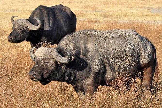 5 Days Safari In Serengeti And Ngorongoro - Important Additional Information