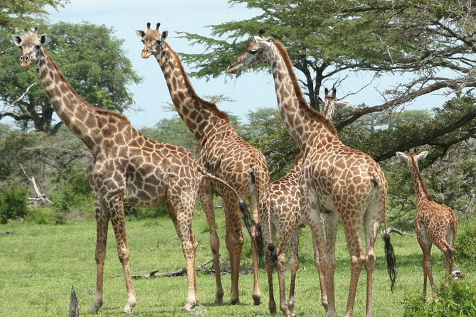 5 Days Safari to Selous & Mikumi - Mikumi National Park Adventure