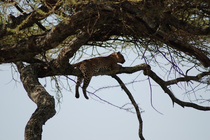 5 Days Tanzania Safari From Mwanza to Arusha - Accommodation and Meals