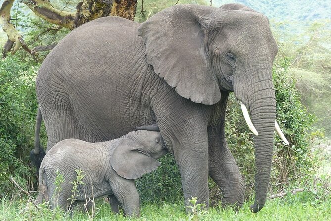 5 Days Tanzania Wildlife Safari Private Tour - Inclusions and Meeting Details