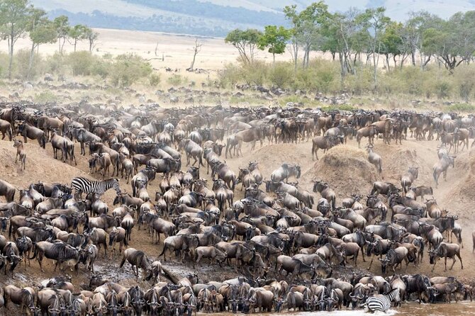 5 Days Uganda Gorillas and Masai Mara Comfort Wildlife Safari