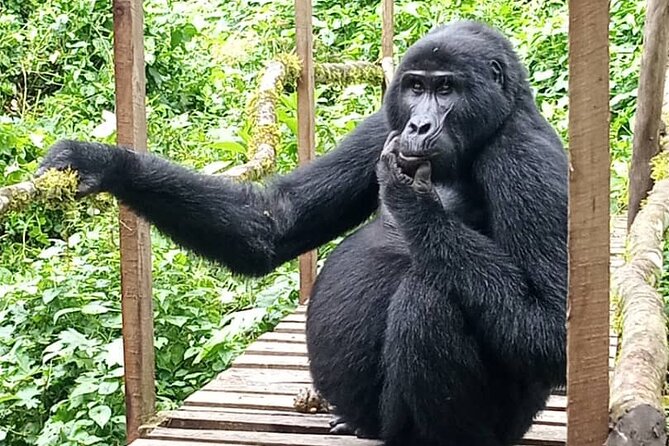 5 Days Uganda Primate And Gorilla Trekking Luxury Safari - Accommodation Details