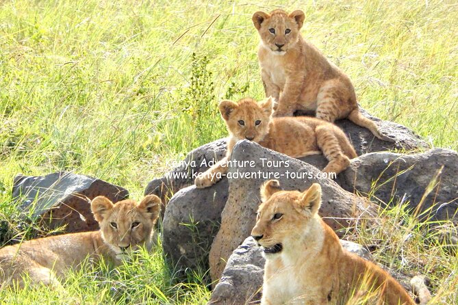 5 Hour Nairobi National Park Game Drive - Safety Guidelines