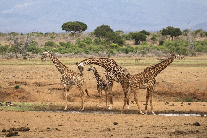 5 Hours Nairobi National Park Early Morning Private Tour - Logistics