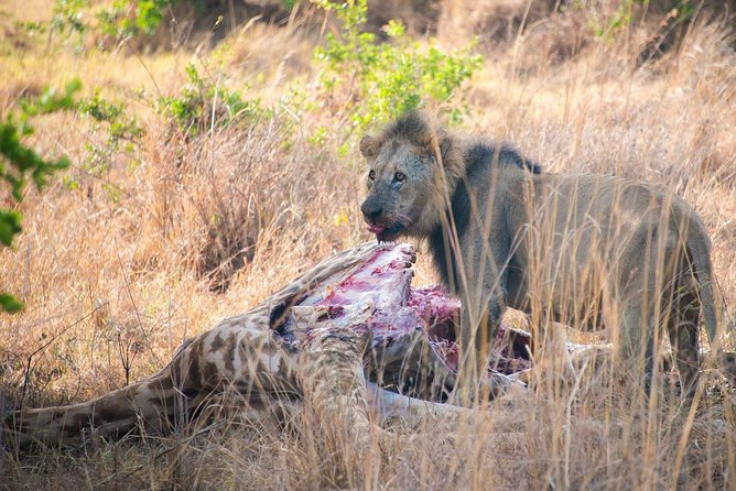 5 Hours Nairobi National Park Private Tour - Tour Highlights and Inclusions