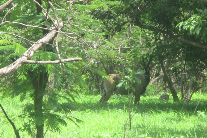 5 Hours of Private Safari at the Bandia Reserve