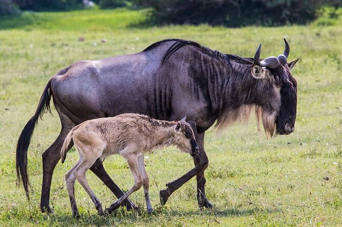 6- Day Adventure Lodge Safari to See Migration - Inclusions and Exclusions