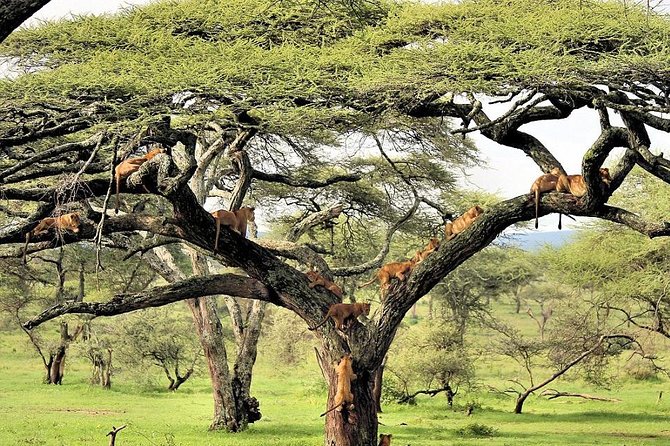 6 Day Luxury Lodge Wildlife Safari :Northern Tanzania on 4x4 Jeep - Important Information
