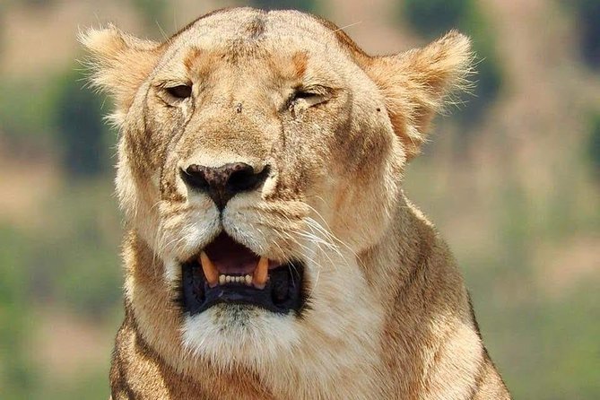 6 Day Maasai Mara, Lake Nakuru, Amboseli National Park - Tour Itinerary