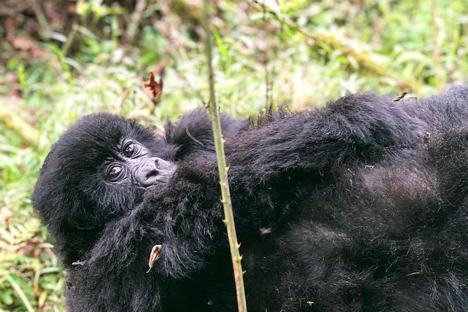 6 Day Uganda Gorilla Safari and Lake Bunyonyi Homestay Experience - The Sum Up