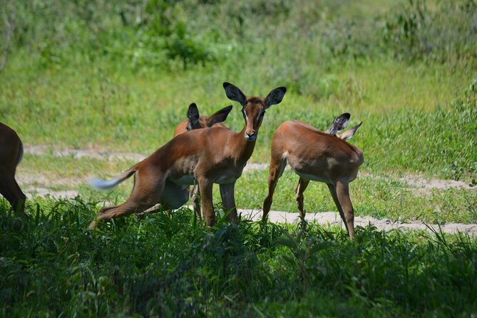 6 Day Wonders of Northern Tanzania Shared Camping Safari
