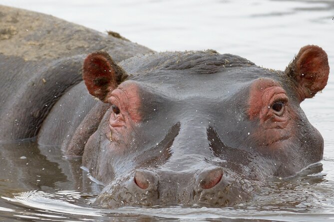 6 Days Gorilla Trekking With Queen Elizabeth National Park