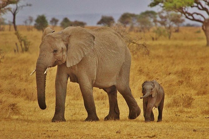 6 Days -Lake Manyara, Olduvai Gorge, Serengeti, Ngorongoro & Tarangire