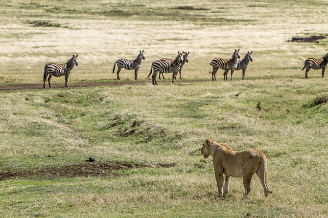 6 Days Migration Safari (Budget Camping in Ngorongoro Crater, Ndutu, Serengeti)