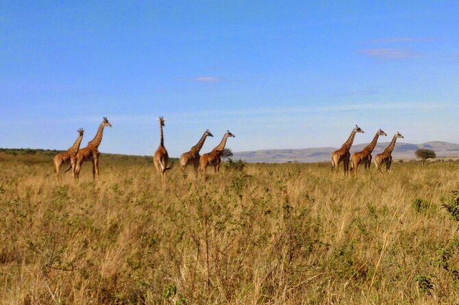 6 Days Private Tour to Lake Nakuru National Park in Maasai Mara - Daily Activities Schedule