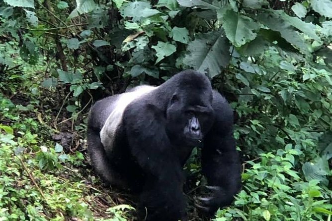 6 Days Rwanda Uganda Budget Wildlife Safari - Pickup and Transportation Information