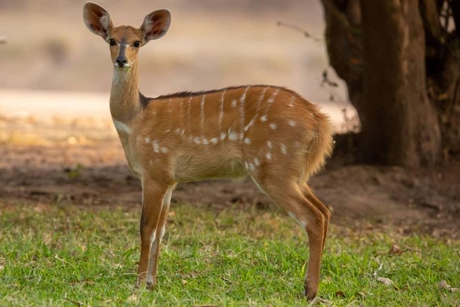 6 Days Selous ,Mikumi Udzungwa National + Boat Safari +Masai Culture - Tour Itinerary Highlights