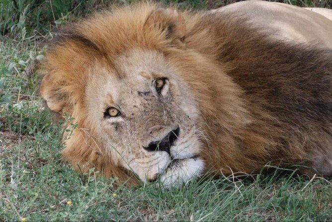 6 Days Serengeti Classic Safaris Odyssey in Tanzania - Itinerary Highlights