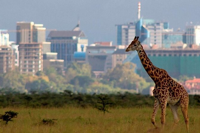 6 Hour Private Tour Nairobi National Park Or Evening Game Drive - Tour Overview