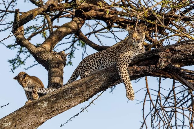 7 Day Amazing Budget Safari Tour Tanzania