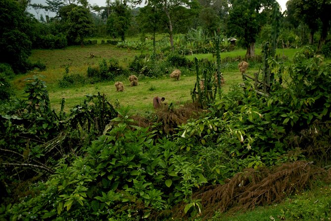 7-Day Camping Tour in the Western Highlands From Addis Ababa - Tour Overview