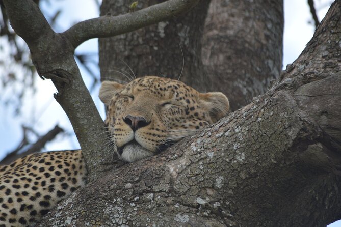 7-Day North Tanzania Classic Safari - Safari Overview