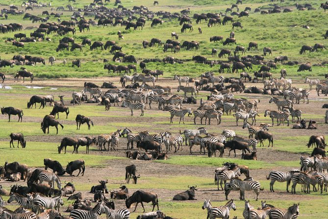 7-Day Private Migration Safari in Tanzania