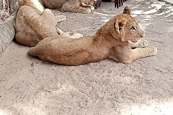 7-Day Senegal Private Trip From Dakar - Itinerary Details and Highlights