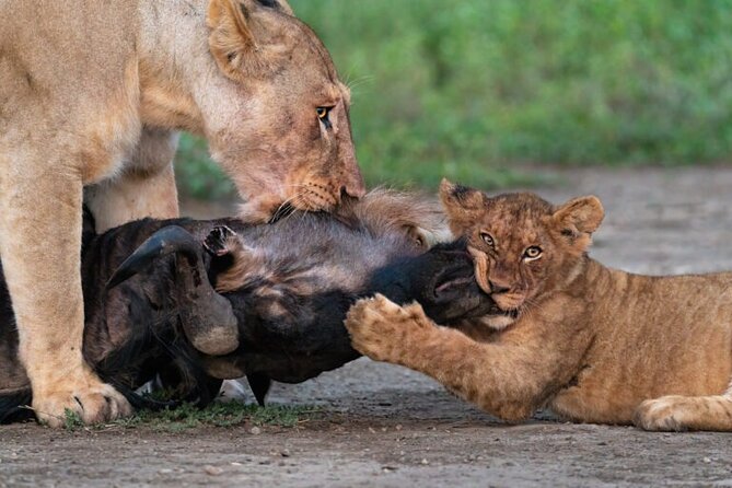 7-Day Serengeti Wildebeest Migration Camping Safari