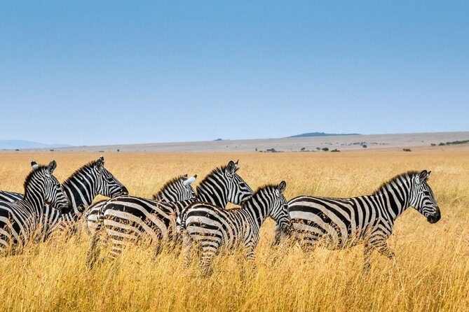 7 Day Tour to Durban to CapeTown, Garden Route & Addo National Pk - Inclusions and Activities