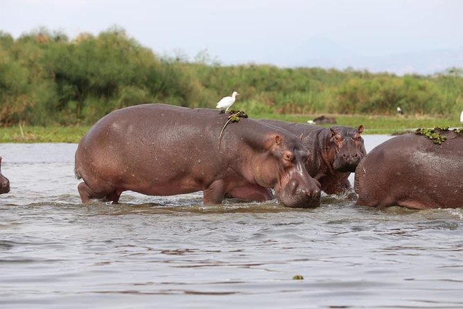 7-Day Uganda Adventure Safari - Midrange Lodges - Accommodation Details