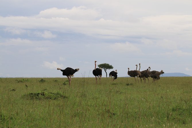 7 Day Uganda Safaris