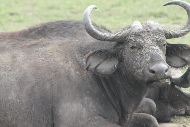 7-Day Wildlife Adventure Safari - Safari Overview