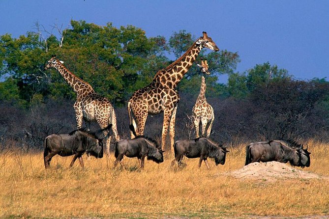 7 Days and 6 Nights Victoria Falls to Okavango Delta-Maun - Accommodation Details