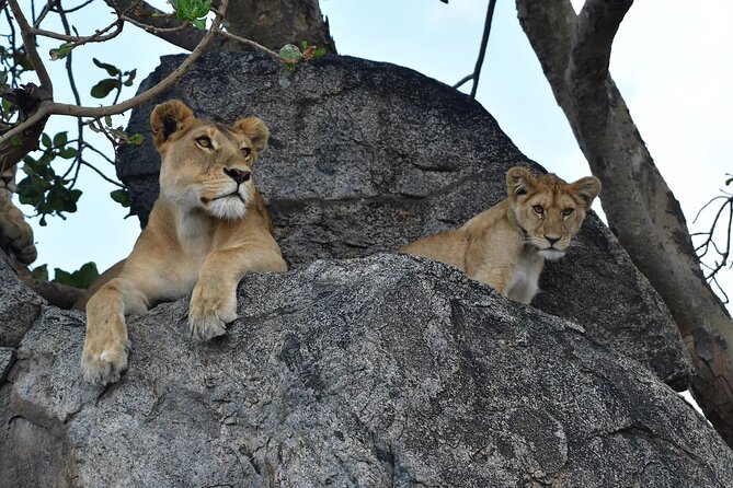 7 Days Elephant Safari Experience in Arusha - Meeting and Pickup Information