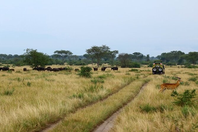 7 Days Flying Gorillas and Wildlife Safari Uganda Private Tour - Itinerary Overview