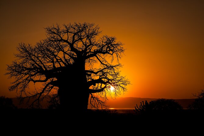 7 Days Northern Park Adventure From Arusha - Day 2: Tarangire National Park