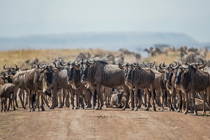 7 Days Private Wildebeest Great Migration Safari in Arusha - Safari Equipment Provided