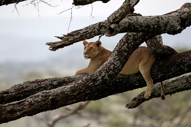 7 Days Tanzania Luxury Safari Experience & Coffee Walking Tour - Itinerary Details
