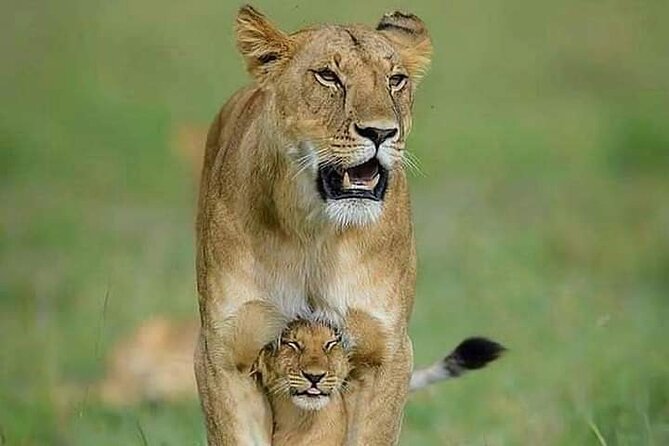 7 Days Tour Northern Tanzania Safari: