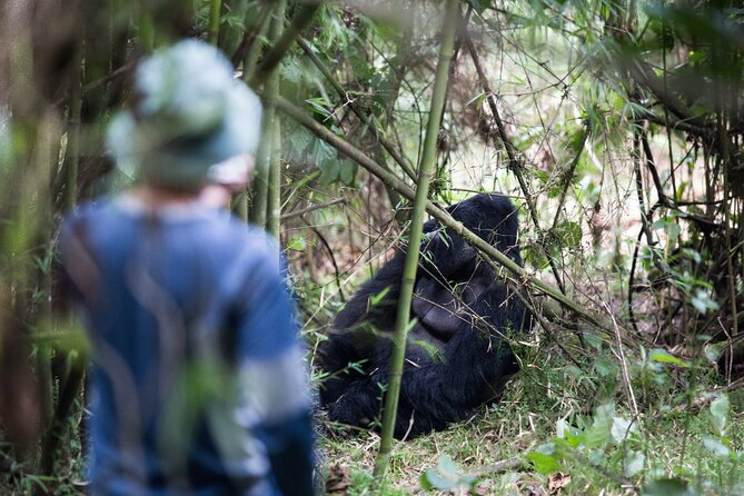 8-Day Classic Uganda Primates & Wildlife Tour