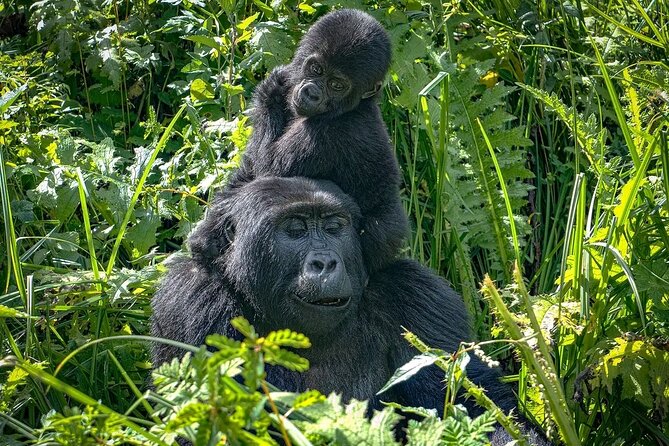 8-Day Private Uganda Big 5 Luxury Safari With Gorillas and Chimps - Accommodation Details