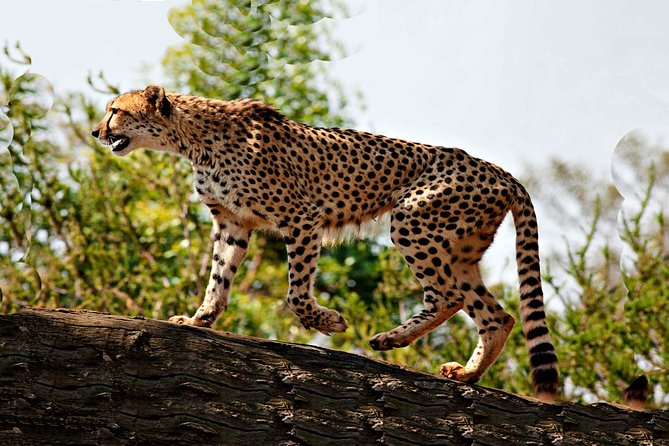 8 Days Game Adventure Safari Kidepo Valley National Park And Sipi Falls