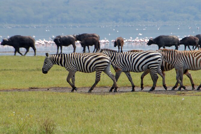 8 Days Kenya and Tanzania Driving Safari Holiday - Itinerary Highlights