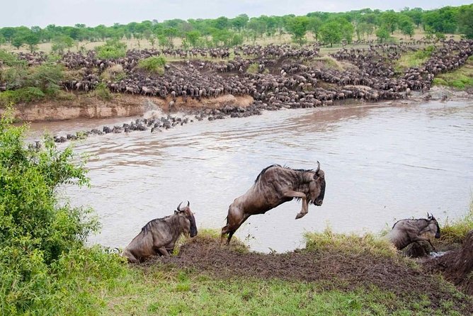 8 Days Tarangire, Serengeti, Ngorongoro & Manyara Mid-range Camping Safari Tour