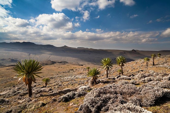 8 Days Trekking Bale Mountains
