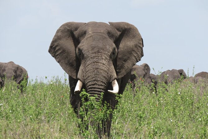 9 Days Safari To See Great Migration Crossing - Accommodations and Amenities