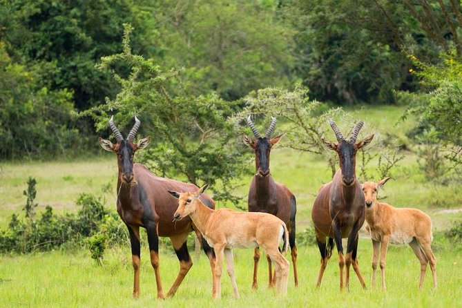 9 Days Uganda Safari - Accommodation Details