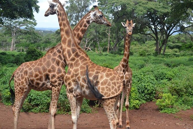 A Day Tour to Giraffe Center in Nairobi Kenya - Tour Details