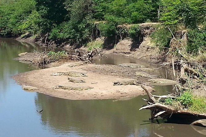 A Day Trip to Saadani National Park From Dar Es Salaam / Zanzibar - Morning Game Drive in the Park